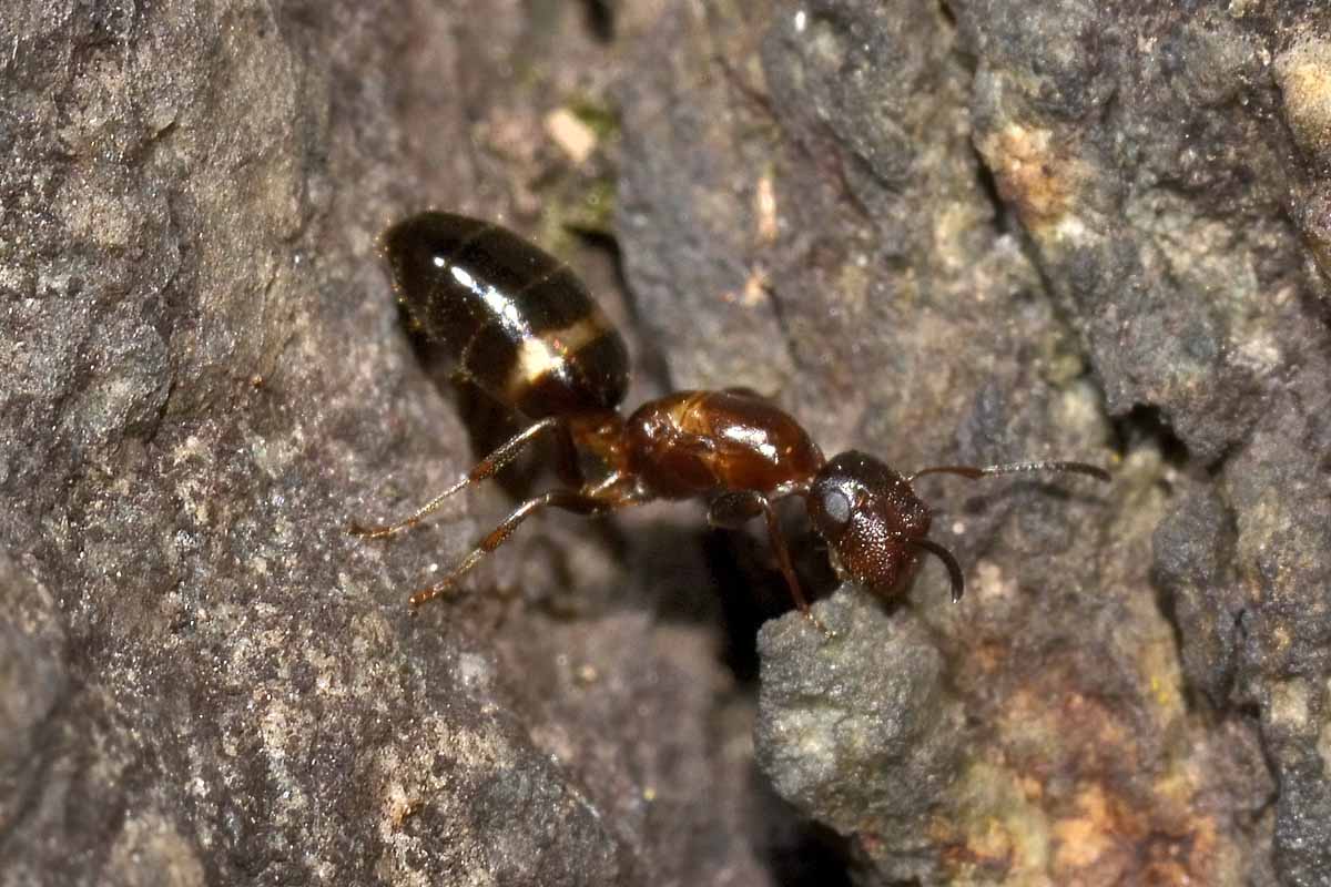 Camponotus truncatus, femmina errabonda